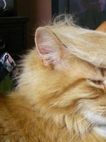 �˂��˂�������