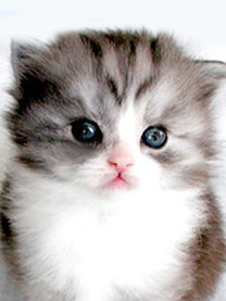 �ꊇ�e�X�g20260120